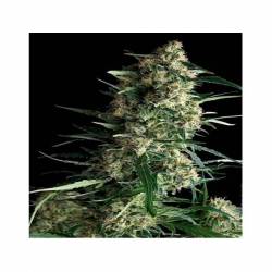 Galaxy CBD Feminizada de Pyramid Seeds