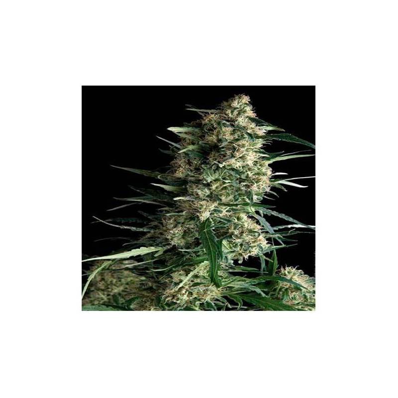 Galaxy CBD Feminizada de Pyramid Seeds