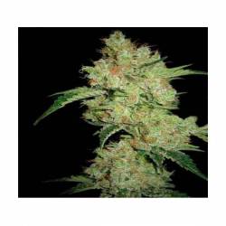 Shark CBD Feminizada de Pyramid Seeds