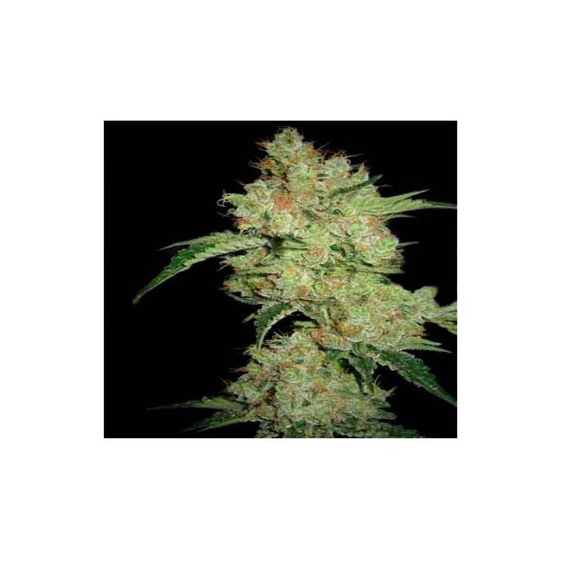 Shark CBD Feminizada de Pyramid Seeds