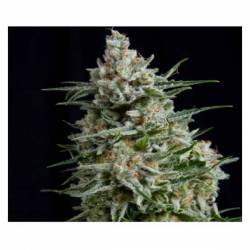 Anesthesia CBD Feminizada de Pyramid Seeds