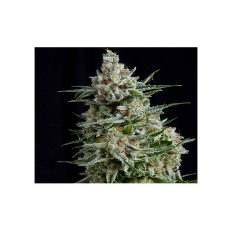 Anesthesia CBD Feminizada de Pyramid Seeds