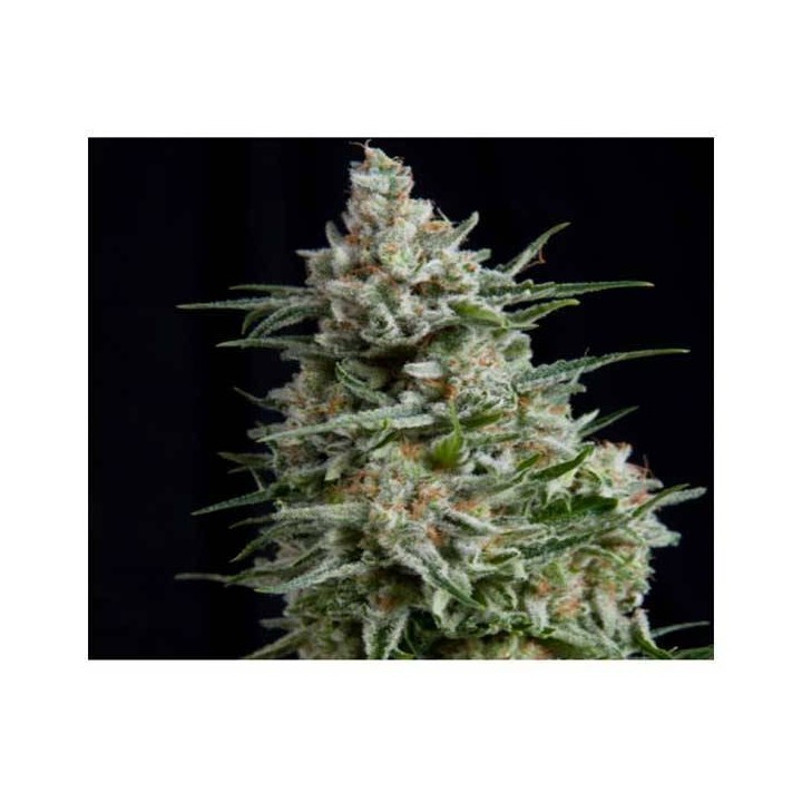 Anesthesia CBD Feminizada de Pyramid Seeds