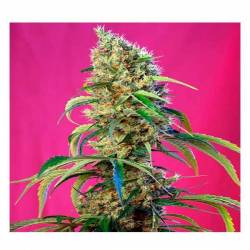 Black Jack CBD Feminizada de Sweet Seeds