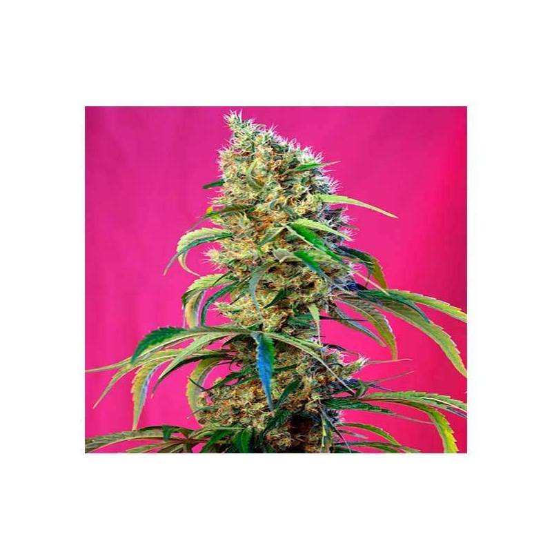 Black Jack CBD Feminizada de Sweet Seeds