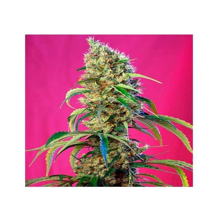 Black Jack CBD Feminizada de Sweet Seeds