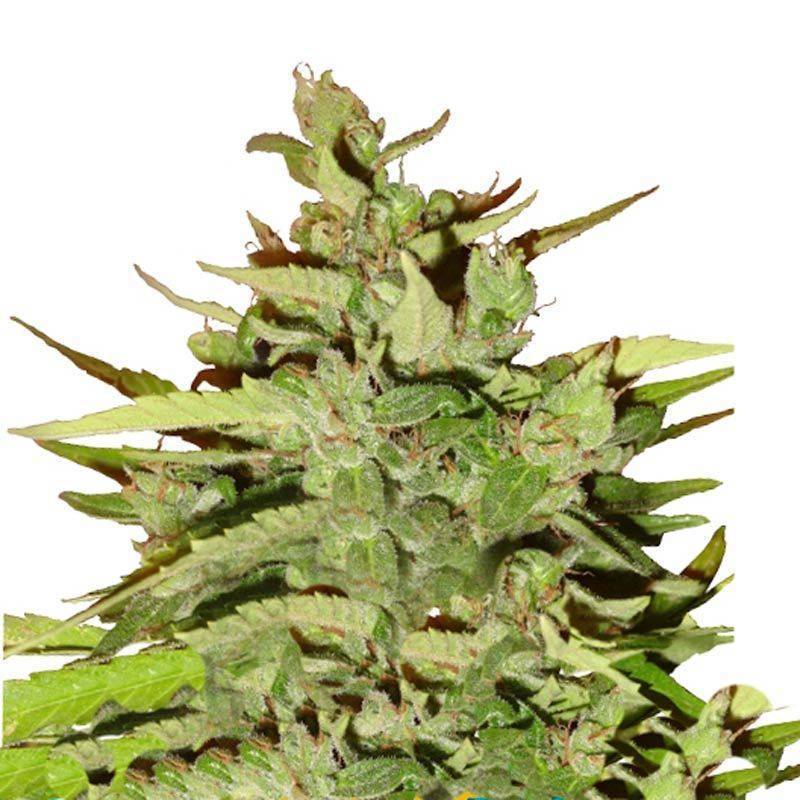 Stress Killer CBD Autofloreciente Feminizada de Royal Queen Stress Killer CBD Autofloreciente Feminizada de Royal Queen