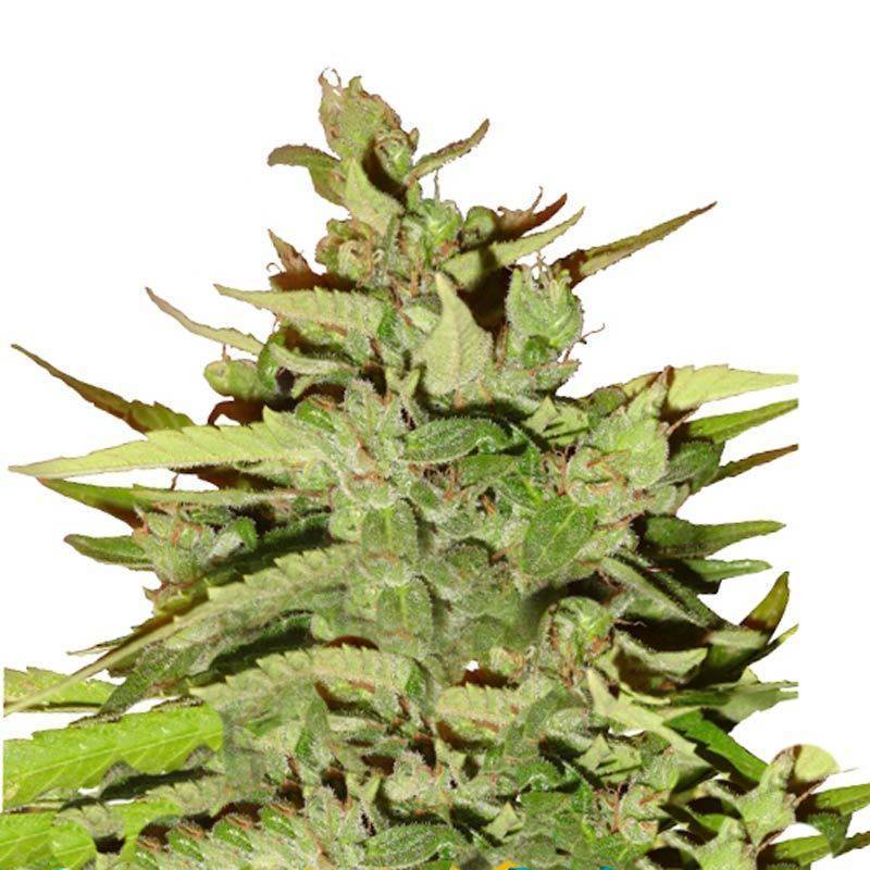 Stress Killer CBD Autofloreciente Feminizada de Royal Queen