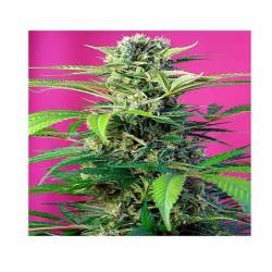 Chem Beyond Diesel CBD Feminizada de Sweet Seeds