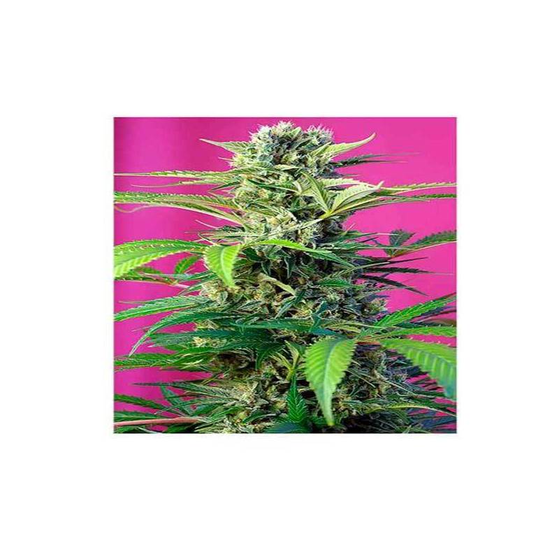 Chem Beyond Diesel CBD Feminizada de Sweet Seeds