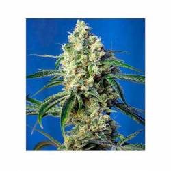 Green Poison CBD Feminizada de Sweet Seeds