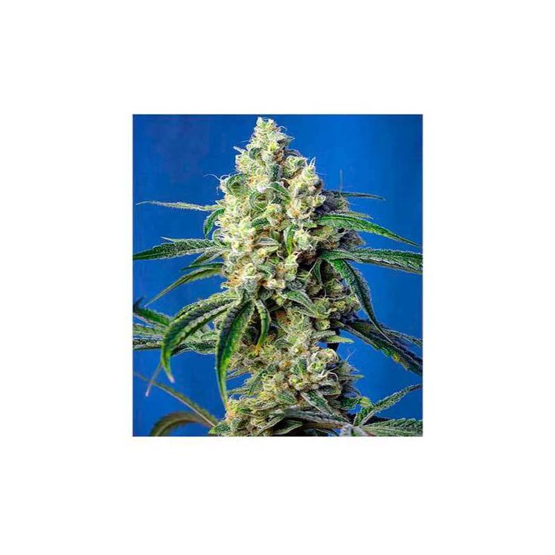 Green Poison CBD Feminizada de Sweet Seeds