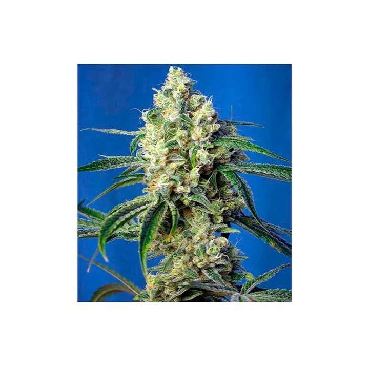Green Poison CBD Feminizada de Sweet Seeds