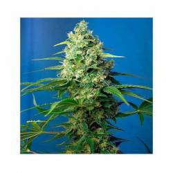 Honey Peach CBD Autofloreciente Feminizada de Sweet Seeds