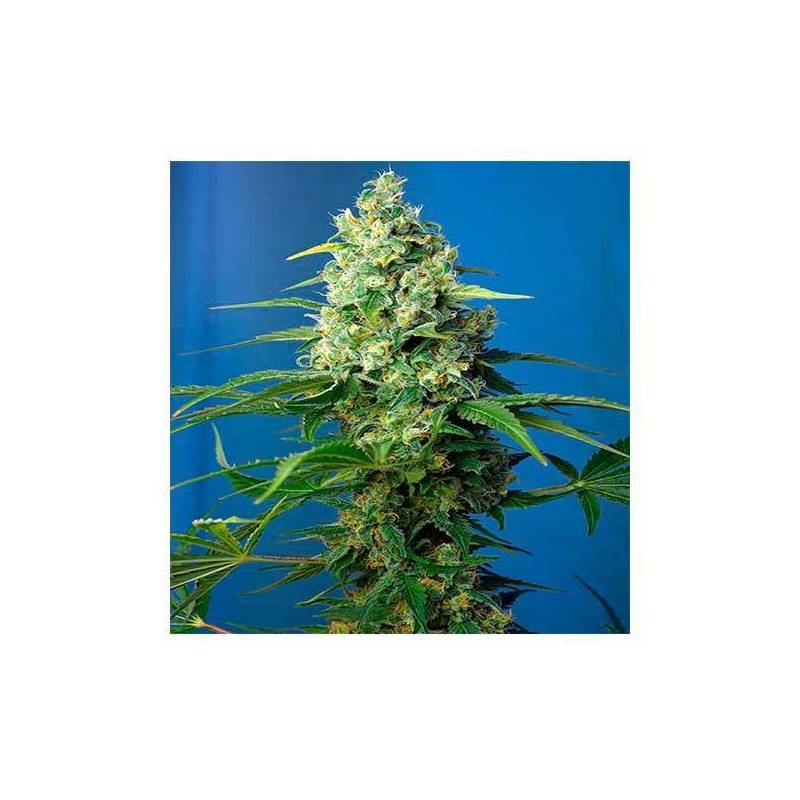 Honey Peach CBD Autofloreciente Feminizada de Sweet Seeds