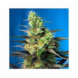 Ice Cool CBD Feminizada de Sweet Seeds