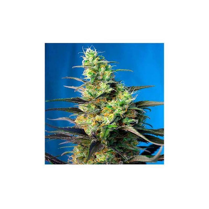 Ice Cool CBD Feminizada de Sweet Seeds