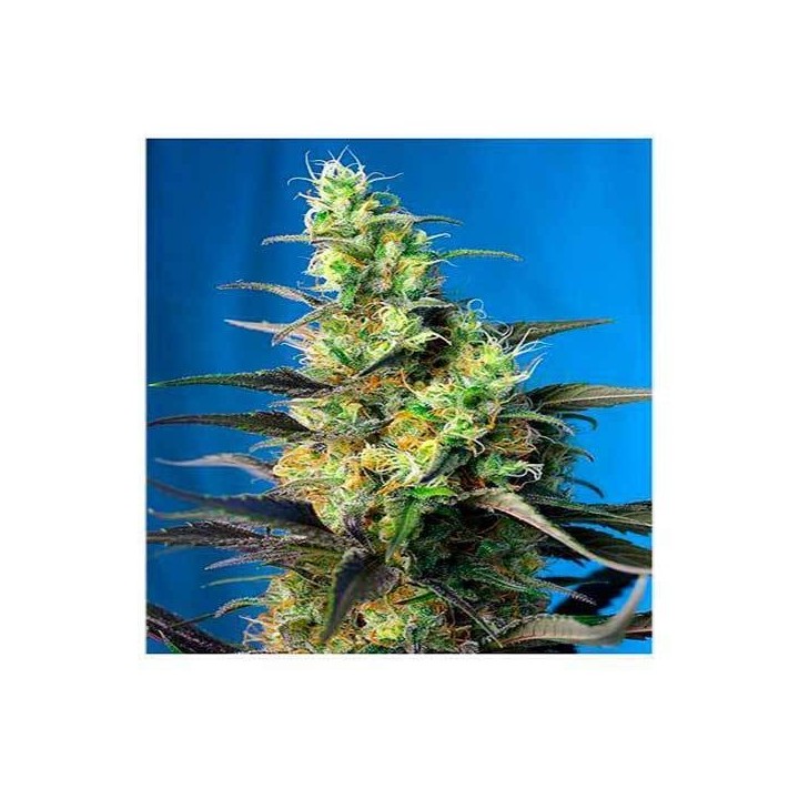 Ice Cool CBD Feminizada de Sweet Seeds