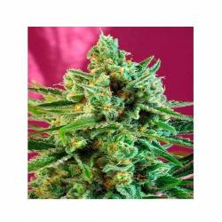 S.A.D. Sweet Afgani Delicious CBD Feminizada de Sweet Seeds