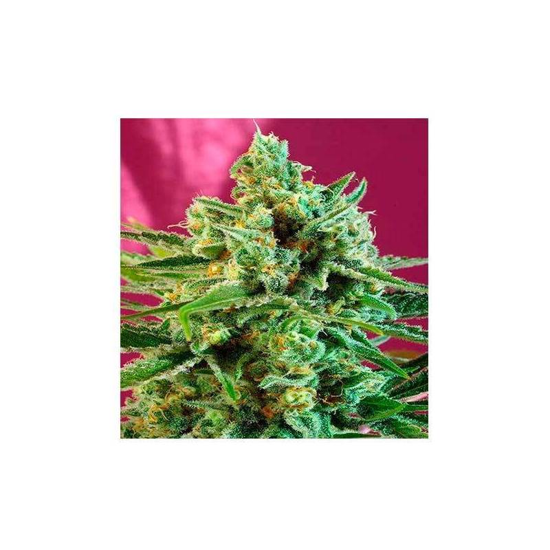 S.A.D. Sweet Afgani Delicious CBD Feminizada de Sweet Seeds