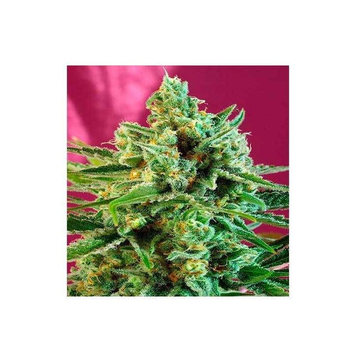 S.A.D. Sweet Afgani Delicious CBD Feminizada de Sweet Seeds
