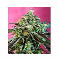 Sweet Nurse CBD Autofloreciente Feminizada de Sweet Seeds