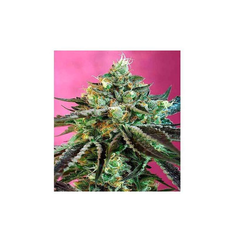 Sweet Nurse CBD Autofloreciente Feminizada de Sweet Seeds