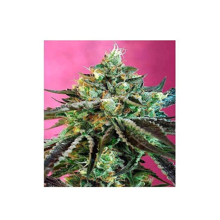 Sweet Nurse CBD Autofloreciente Feminizada de Sweet Seeds