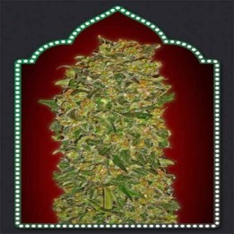 Collection 2 Feminizada de 00 Seeds