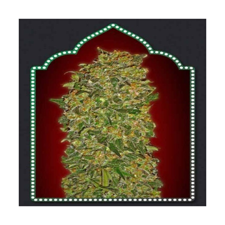 Collection 1 Autofloreciente Feminizada de 00 Seeds