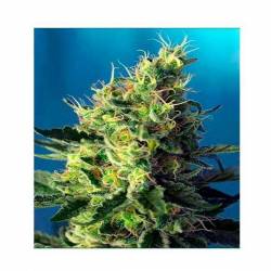 Sweet Pure CBD Feminizada de Sweet Seeds