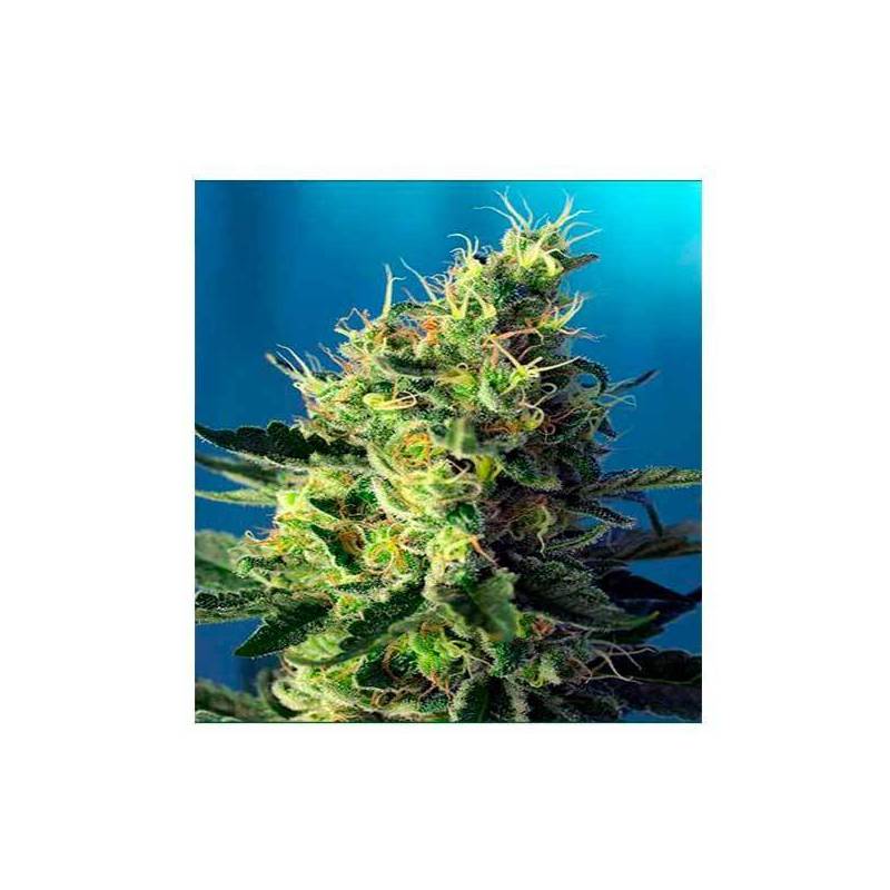 Sweet Pure CBD Feminizada de Sweet Seeds