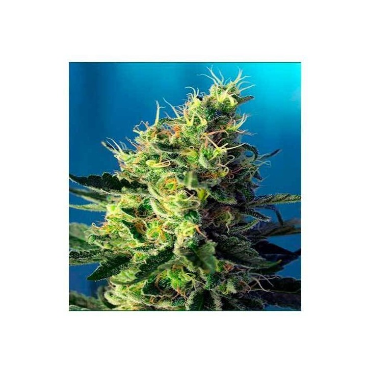 Sweet Pure CBD Feminizada de Sweet Seeds