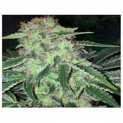 La S.A.G.E. CBD Feminizada de T.H. Seeds