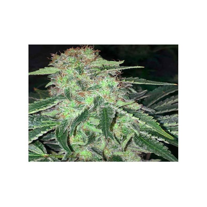 La S.A.G.E. CBD Feminizada de T.H. Seeds