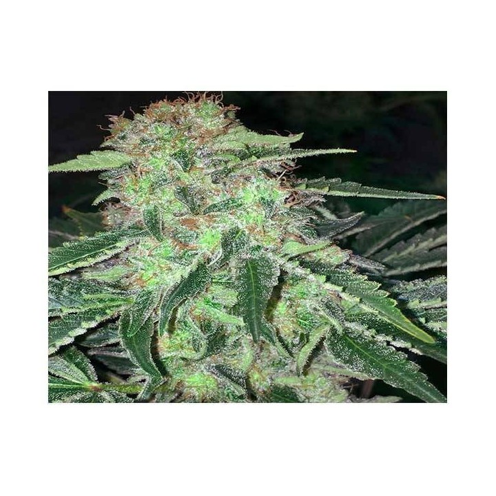La S.A.G.E. CBD Feminizada de T.H. Seeds