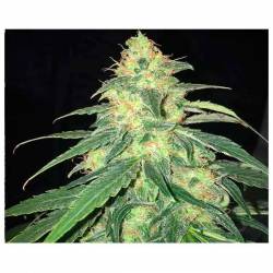 S.A.G.E. Cbd Feminizada de T.H. Seeds