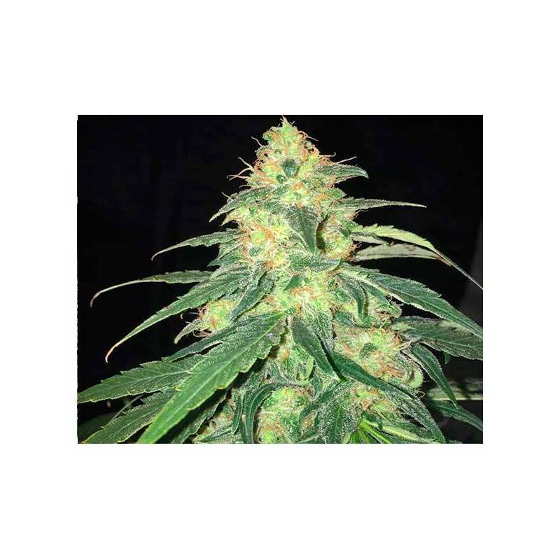 S.A.G.E. Cbd Feminizada de T.H. Seeds