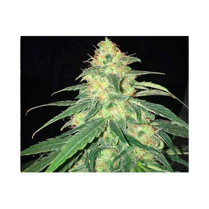 S.A.G.E. Cbd Feminizada de T.H. Seeds