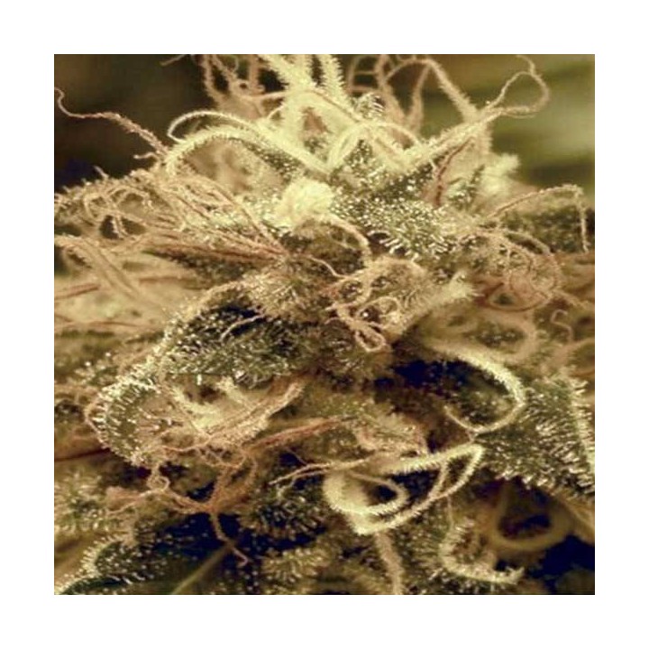 Critigal + Feminizada de Absolute Seeds