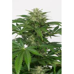 Haze CBD Autofloreciente Feminizada de Dinafem