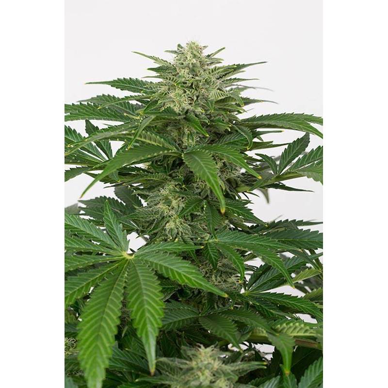 Haze CBD Autofloreciente Feminizada de Dinafem Haze CBD Autofloreciente Feminizada de Dinafem