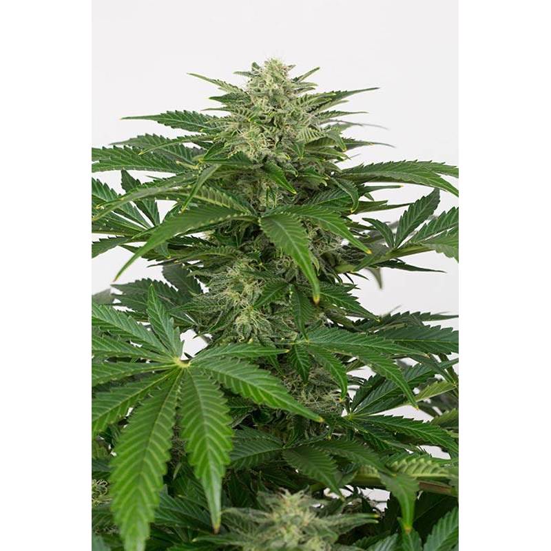 Haze CBD Autofloreciente Feminizada de Dinafem