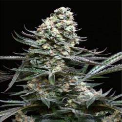 Nordes Feminizada de Absolute Seeds