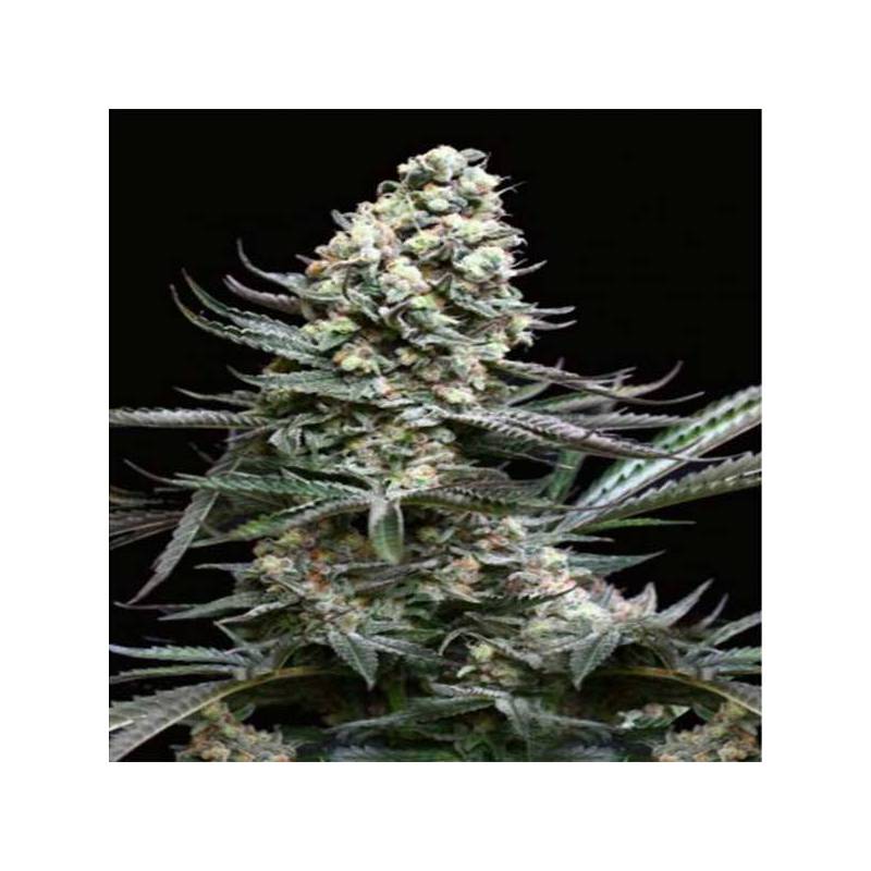 Nordes Feminizada de Absolute Seeds