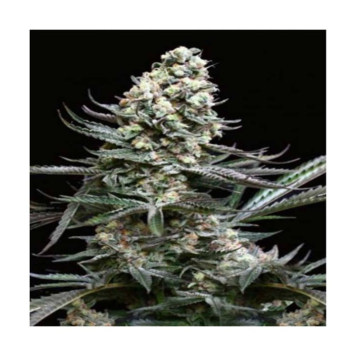 Nordes Feminizada de Absolute Seeds