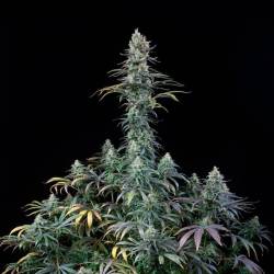 Early Amnesia CBD Feminizada