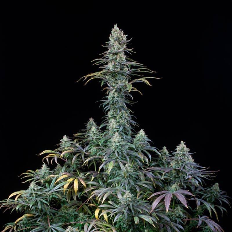 Early Amnesia CBD Feminizada Early Amnesia CBD Feminizada