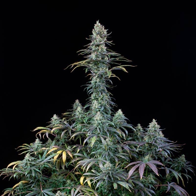 Early Amnesia CBD Feminizada de Dinafem