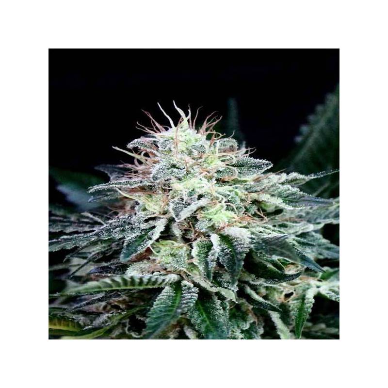 Radical Autofloreciente Feminizada de Absolute Seeds